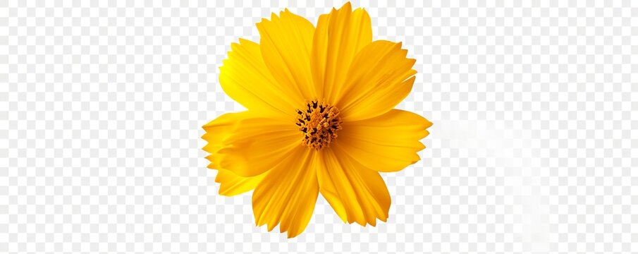 yellow flower isolated on white background