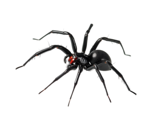 Black Widow isolated on transparent background
