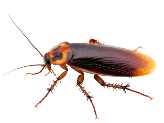 Cockroach isolated on transparent background