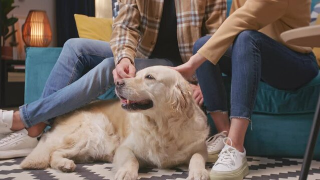 Fluffy golden labrador retriever with tongue out laying on carpet in home. Caucasian owners petting and stroking their lovely dog. Pet relaxing while people touching his soft fur. Leisure concept.