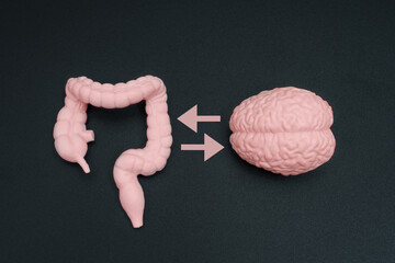 Human Brain Model and Gut Figurine with Bilateral Arrows