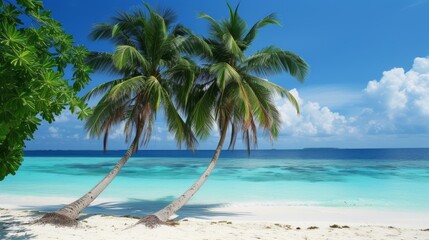 In the photo, palm trees from the Maldives. High quality photos.
