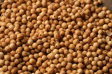 Coriander is an annual herb in the family Apiaceae. It is also known as dhania or cilantro. Coriandrum sativum. 