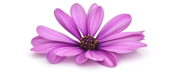Obraz premium cosmos flower isolated on white background