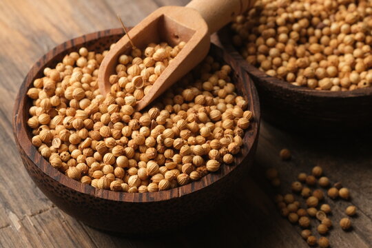 Coriander is an annual herb in the family Apiaceae. It is also known as dhania or cilantro. Coriandrum sativum. Coriander in the wooden table. wooden spoon. 