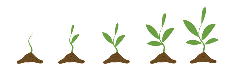 Growth. Planting tree infographic. Phases plant growing. Sprout, plant, tree growing agriculture