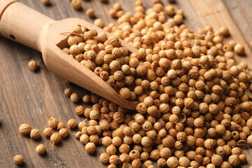 Coriander is an annual herb in the family Apiaceae. It is also known as dhania or cilantro. Coriandrum sativum. Coriander in the wooden table. wooden spoon. 
