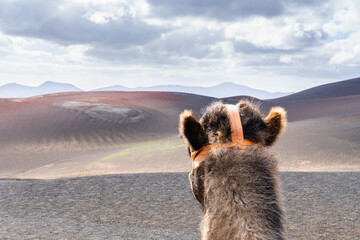 Cute camel in the sand dunes of the volcanoes of Lanzarote Island. Canary, Spain. - obrazy, fototapety, plakaty