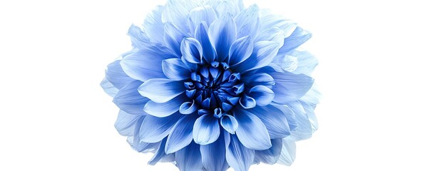 Obraz premium blue chrysanthemum isolated on white