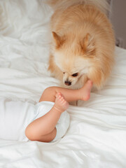 A newborn baby and a dog