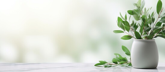 Indoor plant decoration theme Eucalyptus commonly known as gums or eucalypts plant flat lay on white marble table background close up selective focus space for text. Creative Banner. Copyspace image
