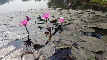 Water lily flower