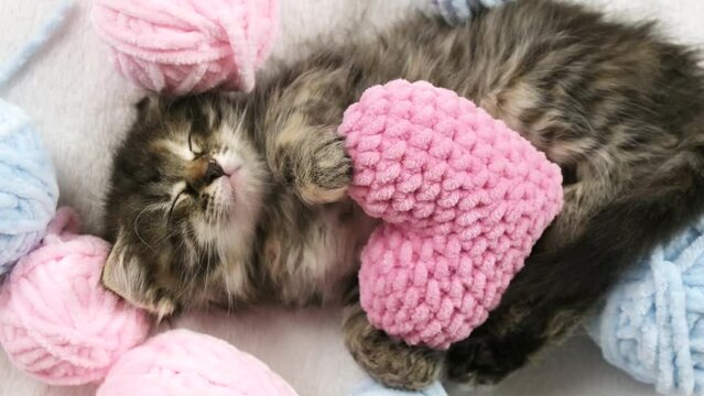 Tabby kitten sleeping, embracing plush heart among threads - valentines day concept