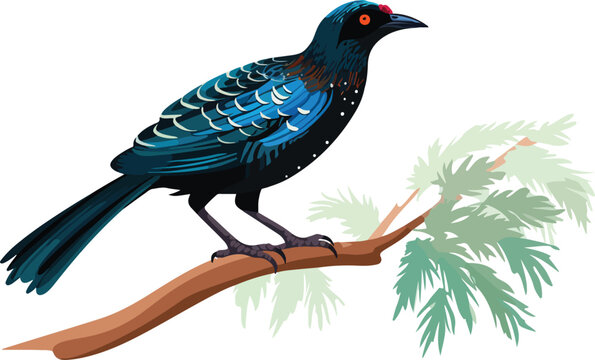Koel bird on a branch