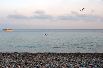 On the foreshore taking delight in the sea and gulls at peaceful twilight.