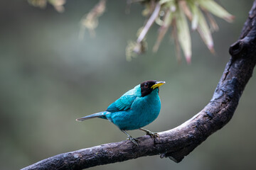 Naklejka premium Closeup of a green honeycreeper (Chlorophanes spiza) perched on tree branch
