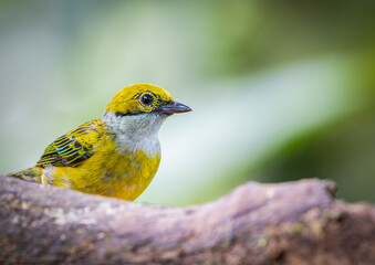 Closeup of a silver-throated tanager (Tangara icterocephala) perched on a branch