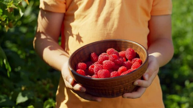 Close-up of children's hands holding raspberries plucked from the bushes. Fresh organic berries. High quality 4k footage