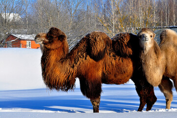 Animals are a traditionally (since the time of Aristotle) distinguished category of organisms, currently considered as a biological kingdom. Animals are the main object of zoology study.