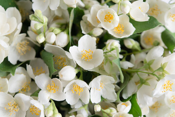 White jasmine flowers close-up, fresh flowers natural in daylight