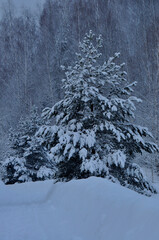 Nature is the material world of the universe, in fact, the main object of the study of natural sciences. In everyday life, the word 