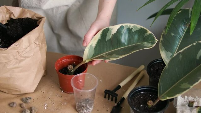 Transplanting of ficus elastica tineke cuttings. Female hand transplant plant variegated rubber tree sprouts or stem cutting in soil
