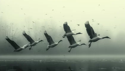 Fototapeten Migration of white birds against grey sky. Black and white photo. World Migratory Bird Day © MarijaBazarova
