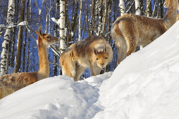 Naklejka premium Animals are a traditionally (since the time of Aristotle) distinguished category of organisms, currently considered as a biological kingdom. Animals are the main object of zoology study.