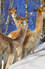 Animals are a traditionally (since the time of Aristotle) distinguished category of organisms, currently considered as a biological kingdom. Animals are the main object of zoology study.