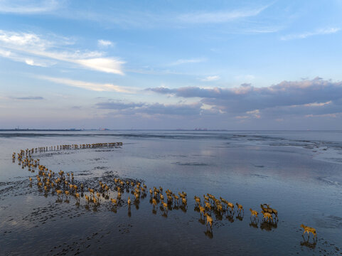 Elk in the Yellow Sea Wetland Protection Area of Yancheng, Jiangsu Province