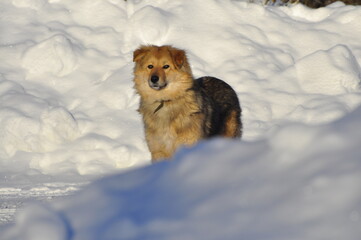 Animals are a traditionally (since the time of Aristotle) distinguished category of organisms, currently considered as a biological kingdom. Animals are the main object of zoology study.