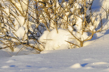 Nature is the material world of the universe, in fact, the main object of the study of natural...