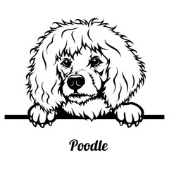 Peeking Poodle - Dog Breed - Pet Vector Portrait, Dog Silhouette Stencil - Cricut file EPS