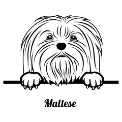 Peeking Maltese - Dog Breed - Pet Vector Portrait, Dog Silhouette Stencil - Cricut file EPS