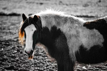 Fotobehang Fell-Pony, Mischling, Pferd auf Acker © aBSicht