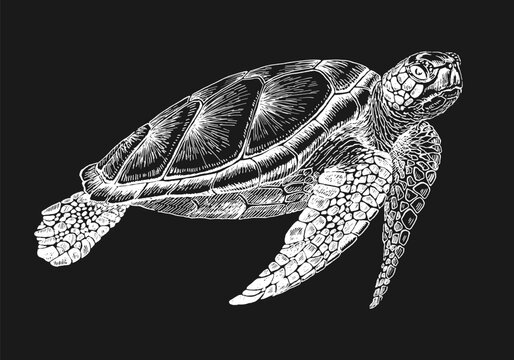 recommend clip art: Sea turtle. Hand drawn illustration converted to vector. Vector with animal underwater.