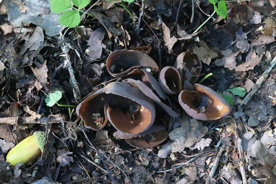 Otidea bufonia, known as toad's ear, split goblet or rabbit-ear cup, wild fungus from Finland