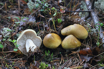 Tricholoma arvernense, also called Tricholoma sejunctoides, a knight mushroom from Finland, no common English name