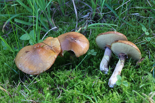 Slippery jack, Suillus luteus, also known as sticky bun, edible bolete mushroom from Finland