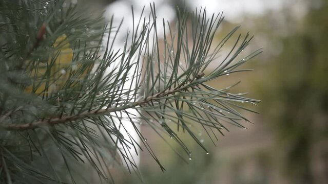 Pine needles with water droplets, focused in the foreground with a blurred background, possibly after rain, showcasing the conifer's details.