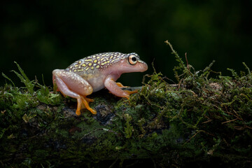 Starry Night Reed Frog (Heterixalus alboguttatus) endemic to Madagascar.