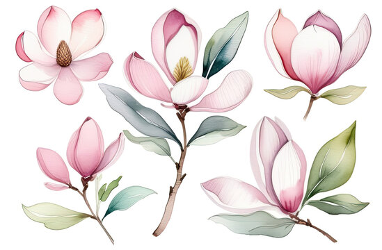 Magnolia watercolor clipart set, pink plant collection isolated on white background, Botanical herbal illustration for wedding, greeting card, wallpaper, wrapping paper design, textile, scrapbooking © Lana-Fotini