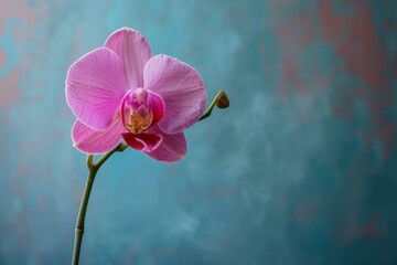 A beautiful pink orchid flower in front of a blue background