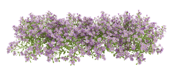 lavender isolated on white