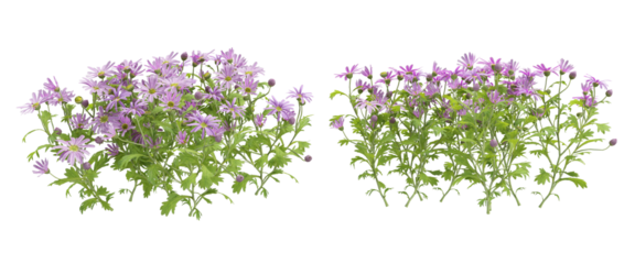 lavender flowers isolated on white