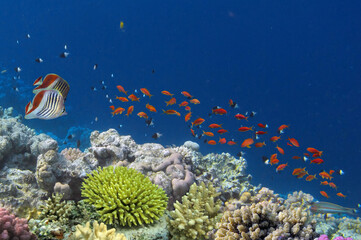 Beautiful tropical coral reef with shoal or red coral fish, Red Sea - 722939876
