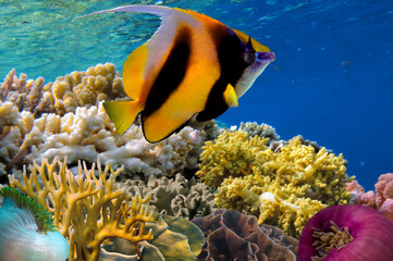 Beautiful tropical coral reef with shoal or red coral fish, Red Sea - 722939887