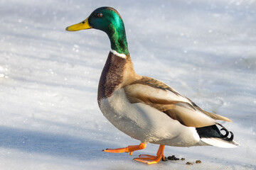 A male mallard walks on white ice on a sunny winter day. A male wild duck walks on frozen water close-up portrait. 