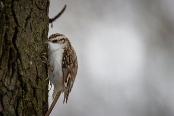 Eurasian treecreeper is looking for food under the bark of the tree. A treecreeper holds on a tree trunk. Close-up portrait of Eurasian treecreeper with copyspace. The grey background has copyspace.