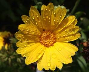 Close up of a yellow flower with raindrops